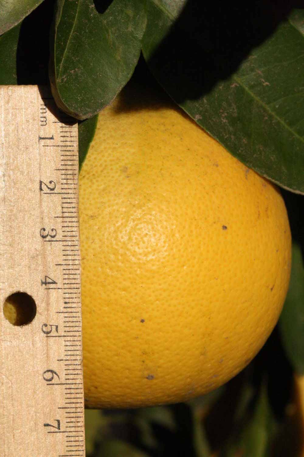            Fruit (Riverside, CA)   